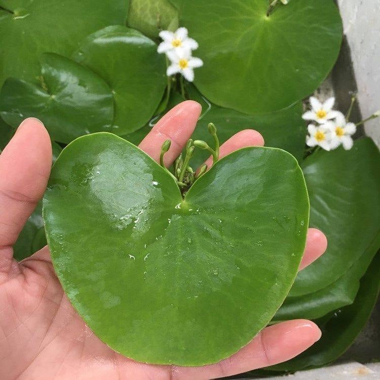 Akvarisztikus vízi növény: egylevelű lótusz, hidroponikus, beltéri, örökzöld; tisztítja a vizet és eltávolítja a formaldehidet; PET anyag, Senlan márka, súly 30