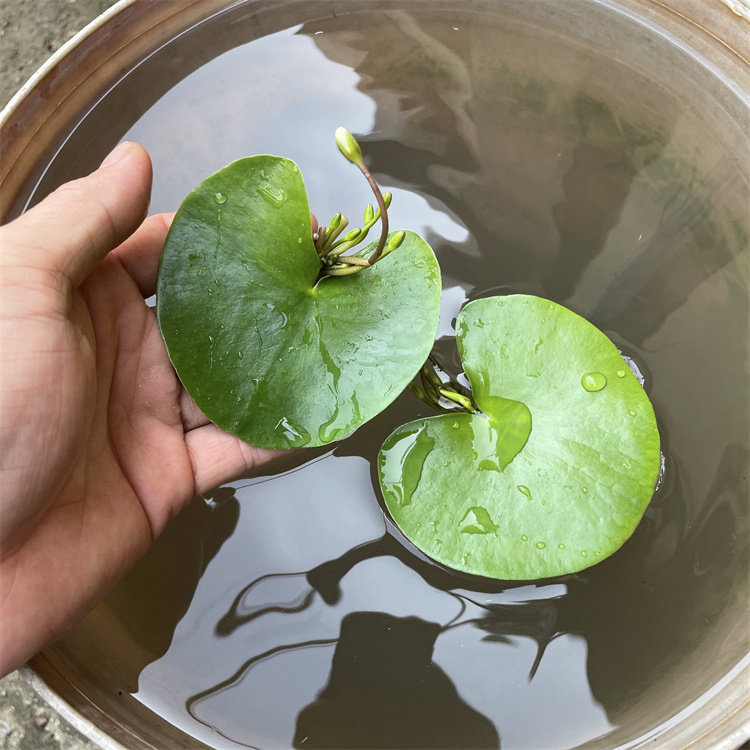 Akvarisztikus vízi növény: egylevelű lótusz, hidroponikus, beltéri, örökzöld; tisztítja a vizet és eltávolítja a formaldehidet; PET anyag, Senlan márka, súly 30