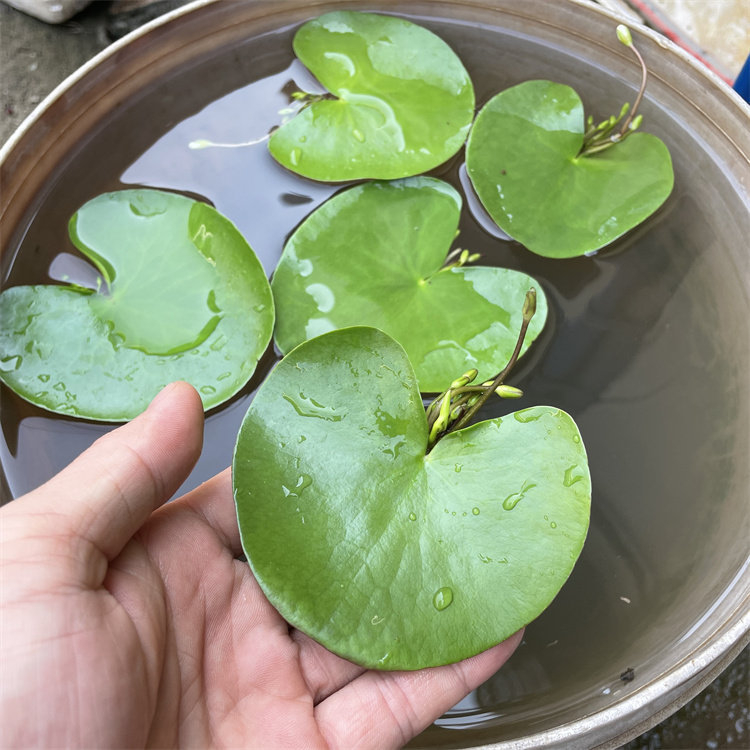 Akvarisztikus vízi növény: egylevelű lótusz, hidroponikus, beltéri, örökzöld; tisztítja a vizet és eltávolítja a formaldehidet; PET anyag, Senlan márka, súly 30