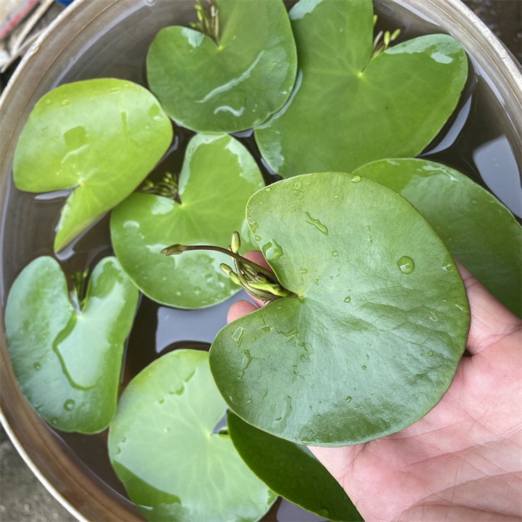 Akvarisztikus vízi növény: egylevelű lótusz, hidroponikus, beltéri, örökzöld; tisztítja a vizet és eltávolítja a formaldehidet; PET anyag, Senlan márka, súly 30