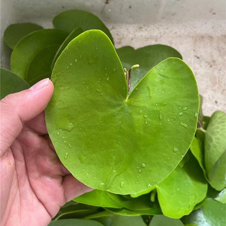 Akvarisztikus vízi növény: egylevelű lótusz, hidroponikus, beltéri, örökzöld; tisztítja a vizet és eltávolítja a formaldehidet; PET anyag, Senlan márka, súly 30