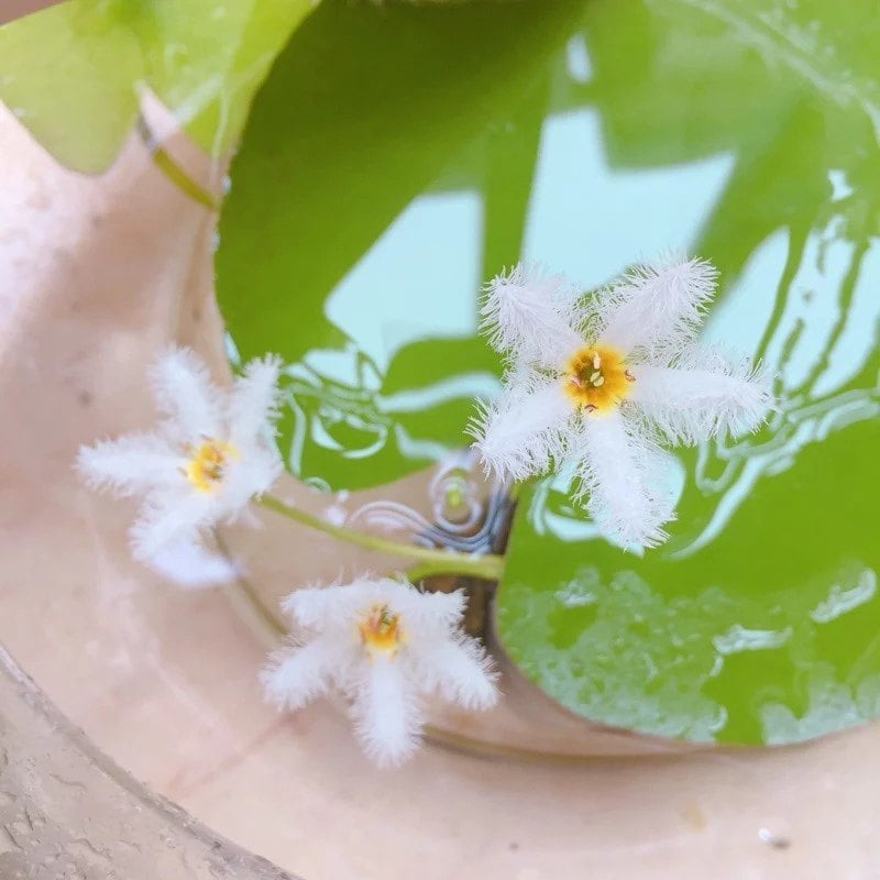 Akvarisztikus vízi növény: egylevelű lótusz, hidroponikus, beltéri, örökzöld; tisztítja a vizet és eltávolítja a formaldehidet; PET anyag, Senlan márka, súly 30