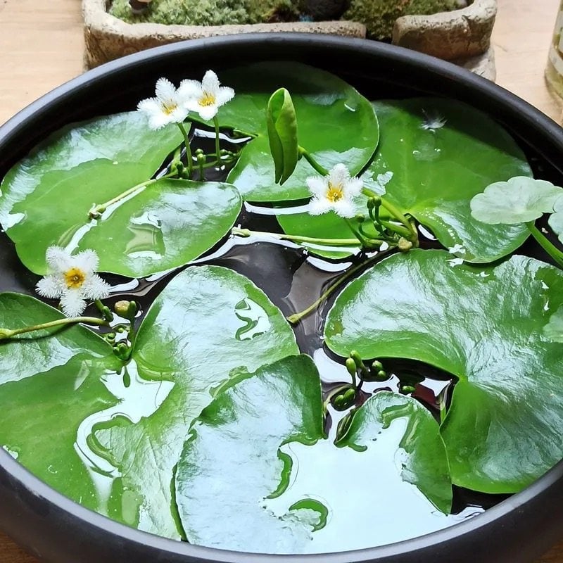 Akvarisztikus vízi növény: egylevelű lótusz, hidroponikus, beltéri, örökzöld; tisztítja a vizet és eltávolítja a formaldehidet; PET anyag, Senlan márka, súly 30