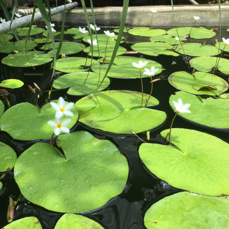 Akvarisztikus vízi növény: egylevelű lótusz, hidroponikus, beltéri, örökzöld; tisztítja a vizet és eltávolítja a formaldehidet; PET anyag, Senlan márka, súly 30