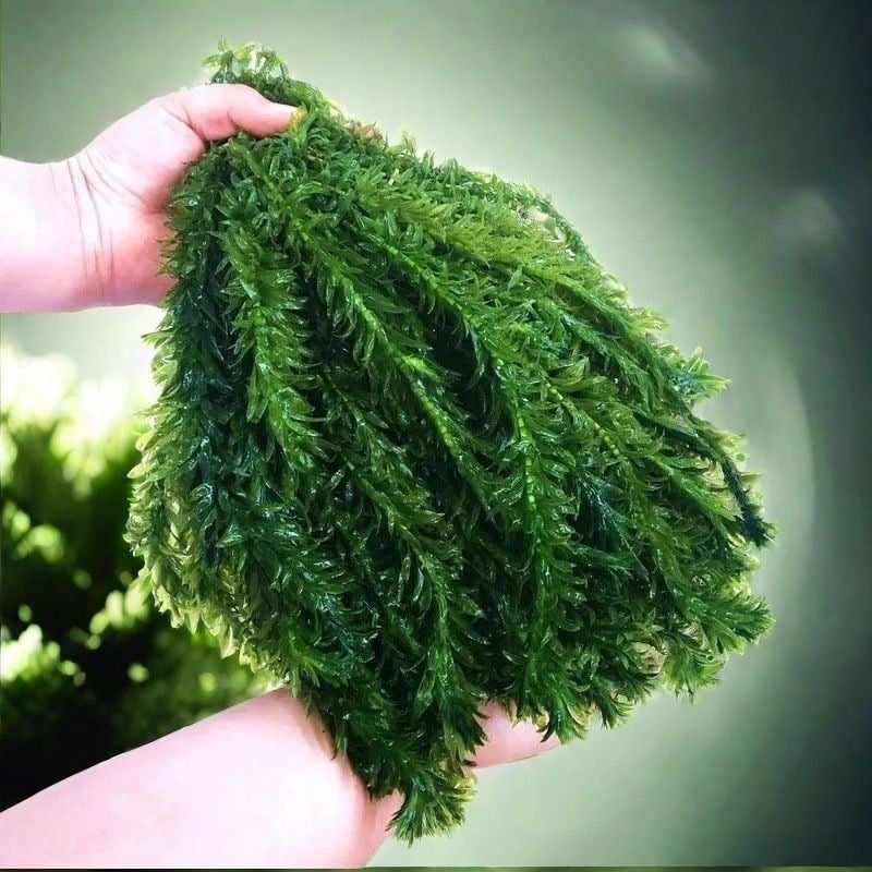 Shadow Creek Σετ διακόσμησης ενυδρείου Betta με οξυγονωμένα σφαιρικά υδάτινα φυτά, χωρίς υπόστρωμα άμμου, για τον καθαρισμό του νερού