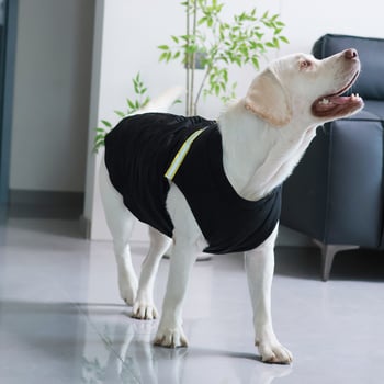 Gilet za kućne ljubimce – Smjesa materijala, Britanski stil, Lai chong duo, univerzalna prilagodba