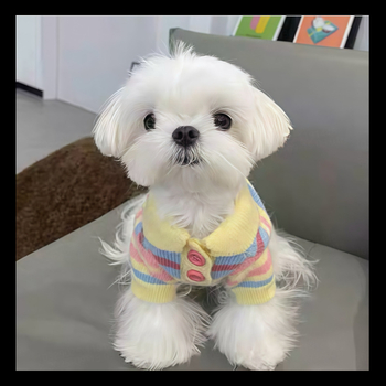 Pleteni džemper za kućne ljubimce za jesen/zimu, odjeća za male pasmine pasa i mačaka, primjerice Pomeranac, Bichon Frise i druge.