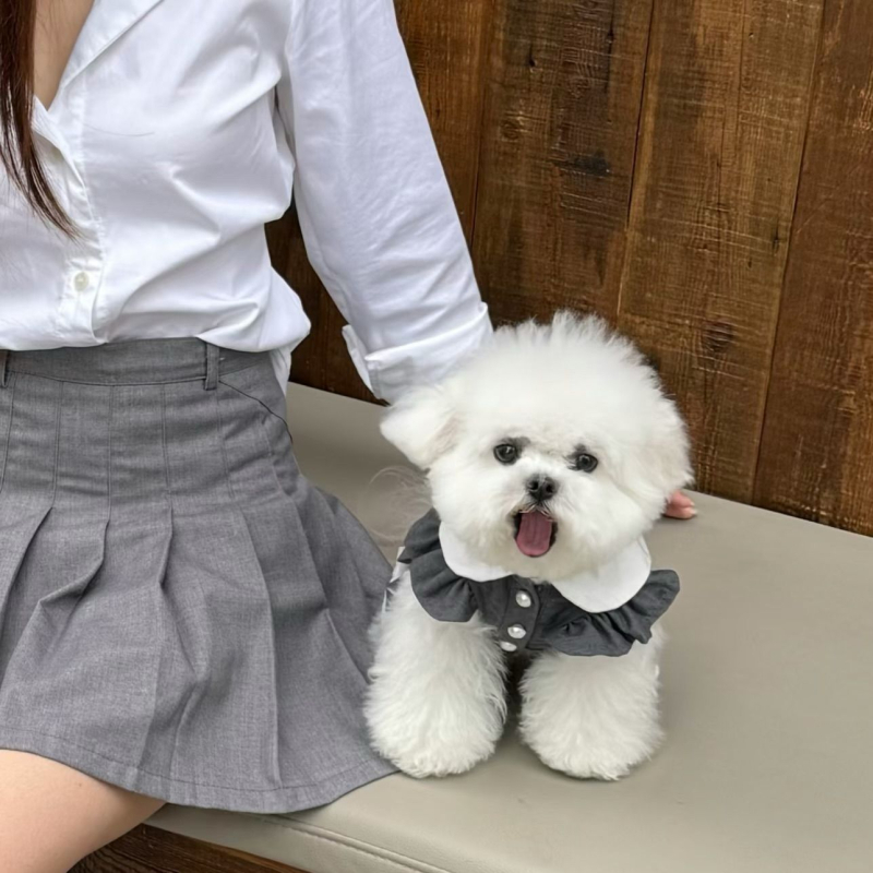 Strange Pet: JK plisirana suknja za kućne ljubimce, korejski stil, stil princeze, poliester