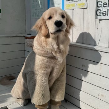 Zimska jakna za velike pse – Labrador, Samojed, Zlatni retriver, Border Collie