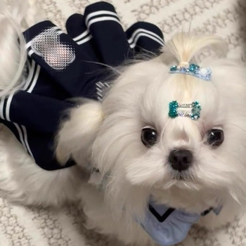 Pidžama za pse – koralni velur, moderan minimalistički stil, sve sezone