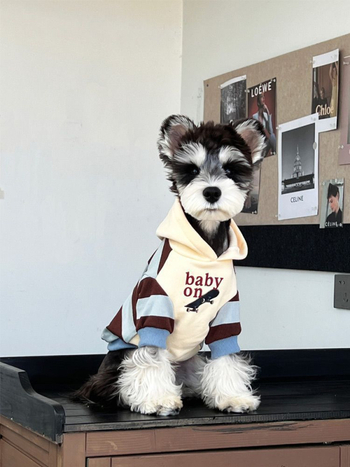 Odjeća za pse za jesen/zimu, topla debela tkanina s prugastim patchwork dizajnom; materijal: sweatshirt tkanina; univerzalno za sve pasmine