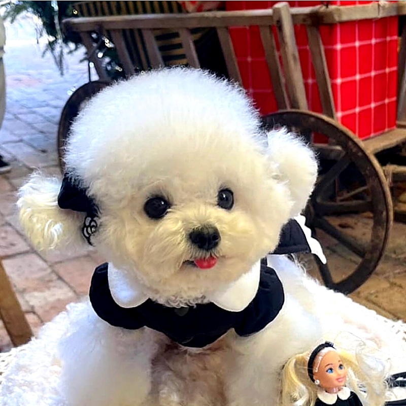 Odjeća za kućne ljubimce za male pse i mačke, pogodna za uzicu, Teddy, Bichon Frisé, Pomeranian, Schnauzer – jesen zima.