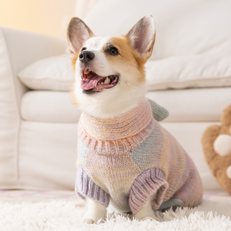 Sour Bear akrilni pulover za pse – casual unisex odjeća za pse, model 2510SXMJ0634-SX, za Corgi i Francuskog buldoga