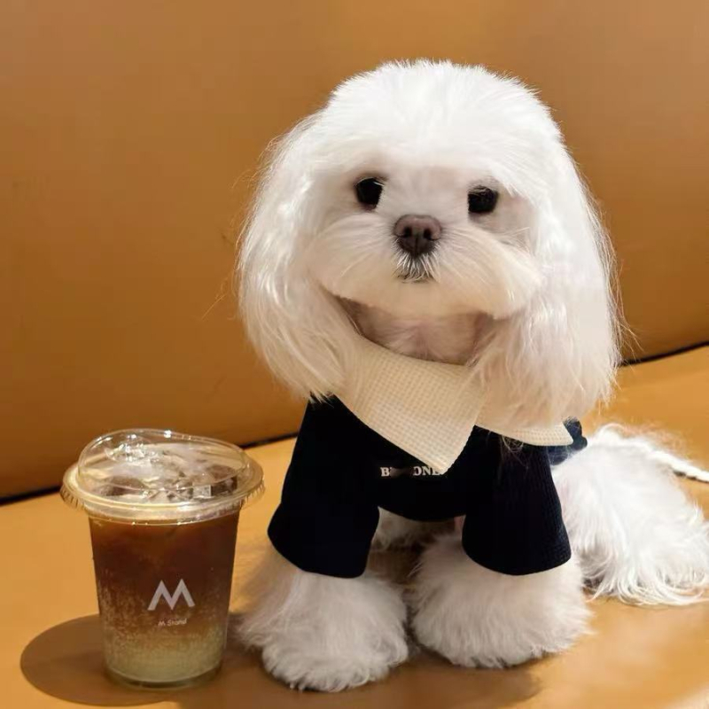 Odjeća za Maltese i Bichon Frise: jesensko-zimska vest-sweatshirt za šetnje