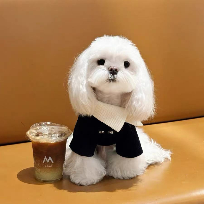 Odjeća za Maltese i Bichon Frise: jesensko-zimska vest-sweatshirt za šetnje