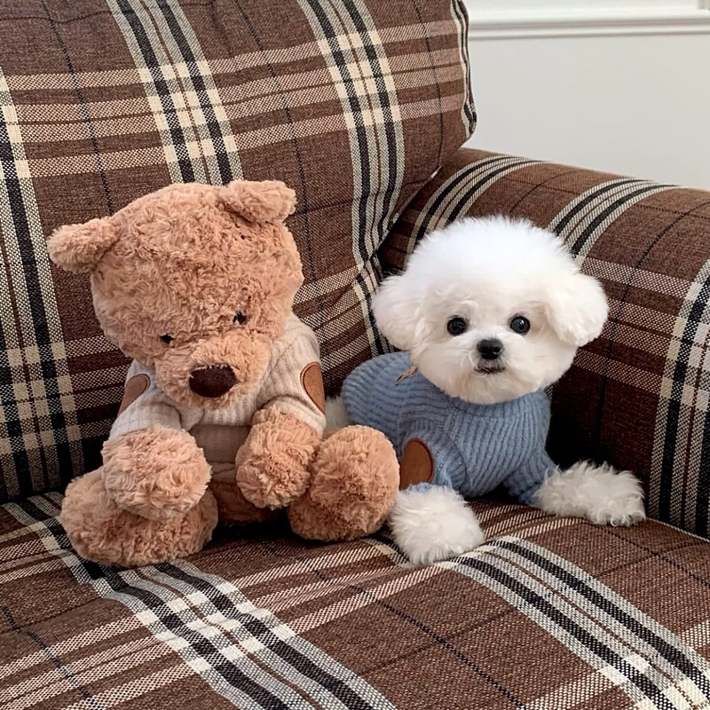 Pletena vestica za kućne ljubimce | Akril vlakna, univerzalni kroj, Yorkshire Terrier, Bichon Frise, Pomeranian, Pudla