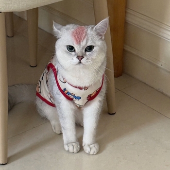 Vesta pentru animale de companie din poliester, stil Cartoon, anti-cădere a părului, vară pentru pisicuțe