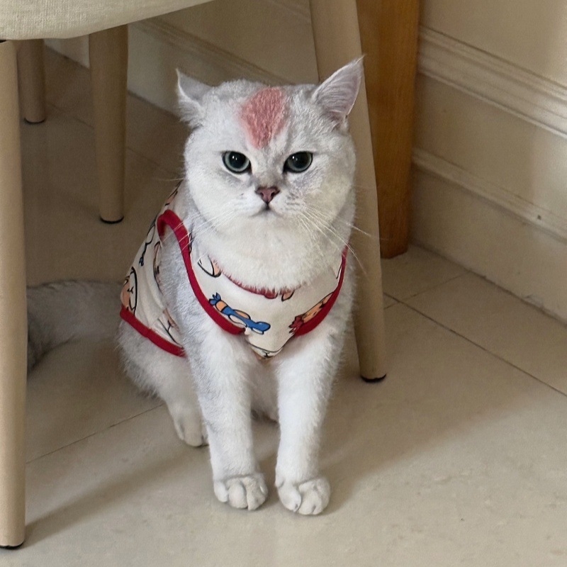 Vesta pentru animale de companie din poliester, stil Cartoon, anti-cădere a părului, vară pentru pisicuțe