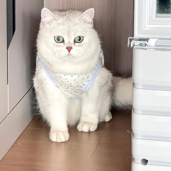 Vestă pentru animale de companie — Poliester, Stil lejer, Uz general