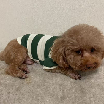 Тениска за домашни любимци: за кучета и котки, стил за свободно време, акрилно влакно, подходяща за подарък