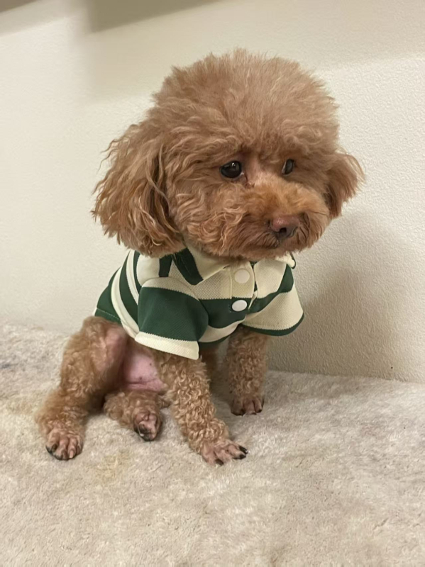 Тениска за домашни любимци: за кучета и котки, стил за свободно време, акрилно влакно, подходяща за подарък