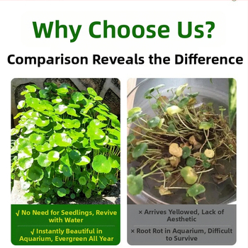 Φίλτρο ενυδρείου με υδροπονικά φυτά και συμβίωση ψαριών για τον καθαρισμό του νερού και ζωντανά φυτά