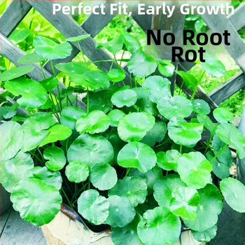 Φίλτρο ενυδρείου με υδροπονικά φυτά και συμβίωση ψαριών για τον καθαρισμό του νερού και ζωντανά φυτά