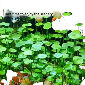 Φίλτρο ενυδρείου με υδροπονικά φυτά και συμβίωση ψαριών για τον καθαρισμό του νερού και ζωντανά φυτά