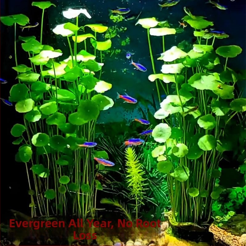 Φίλτρο ενυδρείου με υδροπονικά φυτά και συμβίωση ψαριών για τον καθαρισμό του νερού και ζωντανά φυτά