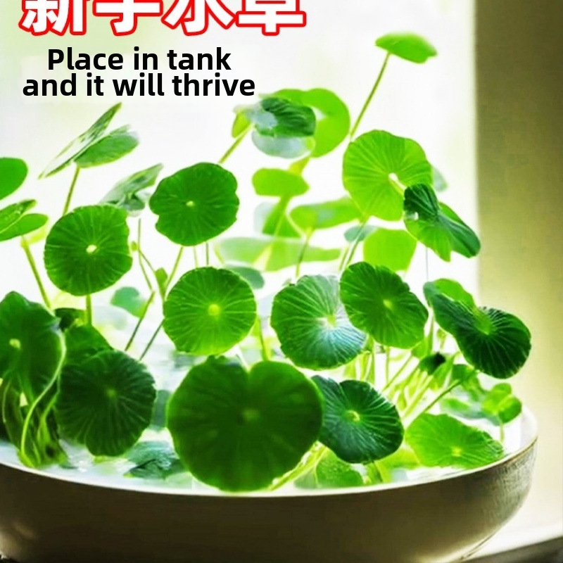 Φίλτρο ενυδρείου με υδροπονικά φυτά και συμβίωση ψαριών για τον καθαρισμό του νερού και ζωντανά φυτά