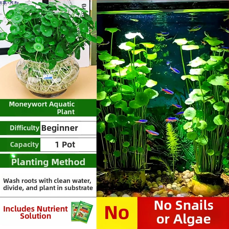 Φίλτρο ενυδρείου με υδροπονικά φυτά και συμβίωση ψαριών για τον καθαρισμό του νερού και ζωντανά φυτά