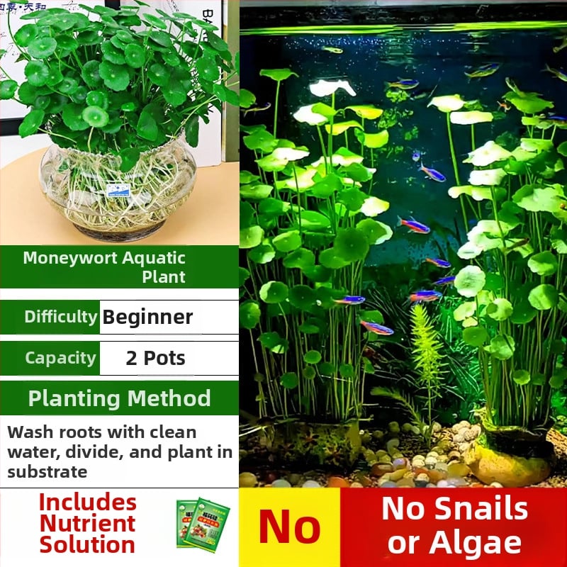 Φίλτρο ενυδρείου με υδροπονικά φυτά και συμβίωση ψαριών για τον καθαρισμό του νερού και ζωντανά φυτά