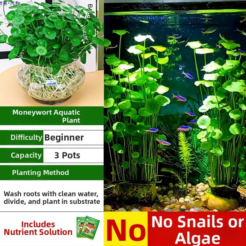 Φίλτρο ενυδρείου με υδροπονικά φυτά και συμβίωση ψαριών για τον καθαρισμό του νερού και ζωντανά φυτά