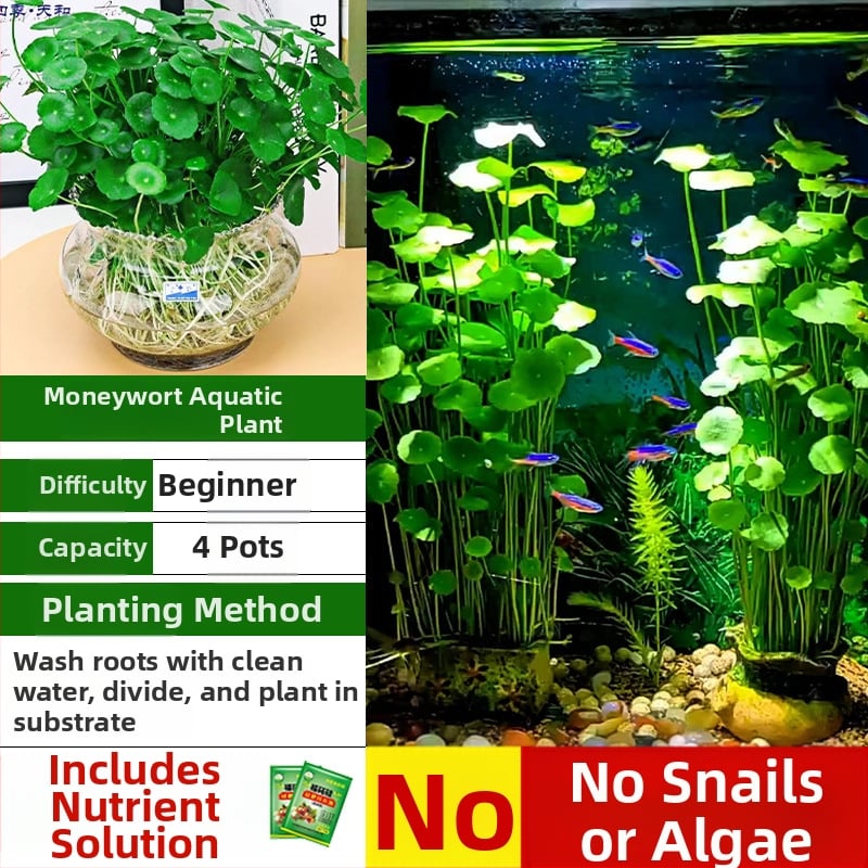 Φίλτρο ενυδρείου με υδροπονικά φυτά και συμβίωση ψαριών για τον καθαρισμό του νερού και ζωντανά φυτά