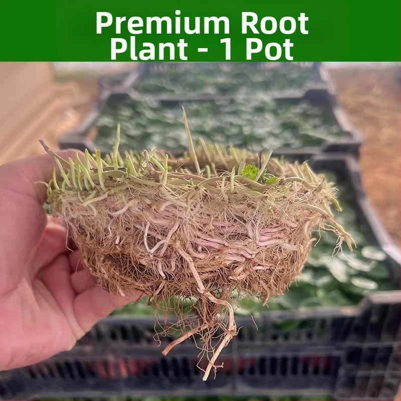 Φίλτρο ενυδρείου με υδροπονικά φυτά και συμβίωση ψαριών για τον καθαρισμό του νερού και ζωντανά φυτά