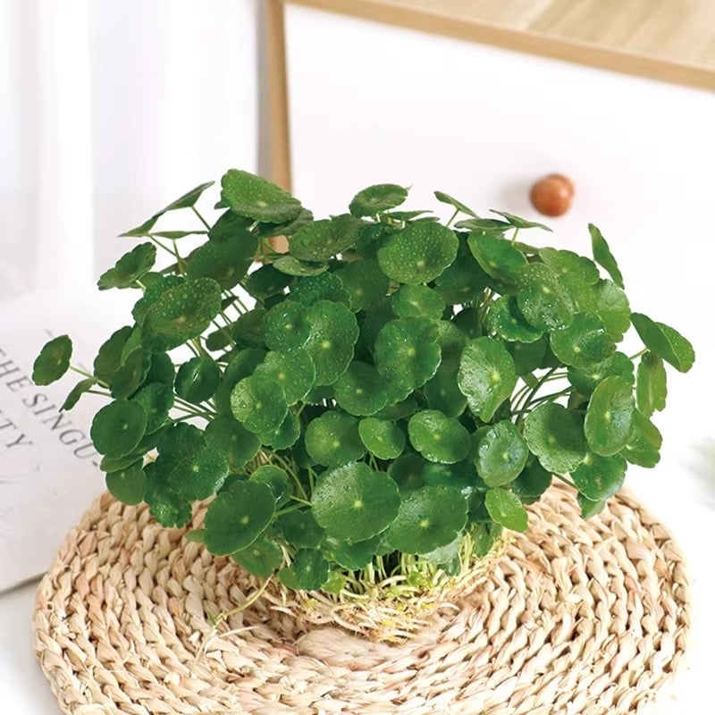 Φίλτρο ενυδρείου με υδροπονικά φυτά και συμβίωση ψαριών για τον καθαρισμό του νερού και ζωντανά φυτά