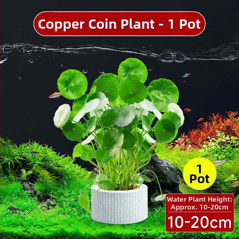 Φίλτρο ενυδρείου με υδροπονικά φυτά και συμβίωση ψαριών για τον καθαρισμό του νερού και ζωντανά φυτά