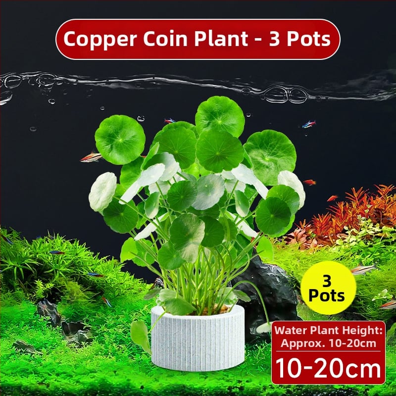 Φίλτρο ενυδρείου με υδροπονικά φυτά και συμβίωση ψαριών για τον καθαρισμό του νερού και ζωντανά φυτά