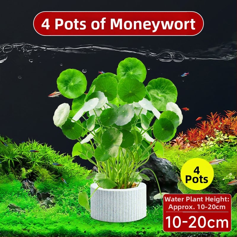 Φίλτρο ενυδρείου με υδροπονικά φυτά και συμβίωση ψαριών για τον καθαρισμό του νερού και ζωντανά φυτά