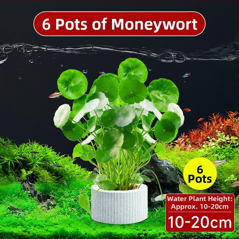 Φίλτρο ενυδρείου με υδροπονικά φυτά και συμβίωση ψαριών για τον καθαρισμό του νερού και ζωντανά φυτά