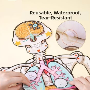 Plošni puzzle - model skeletne strukture ljudskog tijela, papirnato edukativna igra za djecu 7-14 godina
