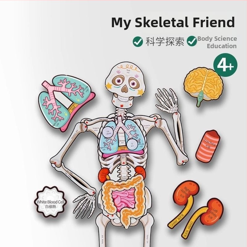 Plošni puzzle - model skeletne strukture ljudskog tijela, papirnato edukativna igra za djecu 7-14 godina