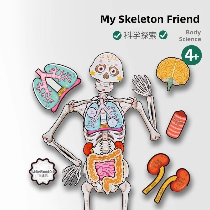 Plošni puzzle - model skeletne strukture ljudskog tijela, papirnato edukativna igra za djecu 7-14 godina