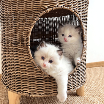 Гнездо за домашни любимци и клетка – Закрита котешка къща, сваляема и миеща се, пластмасова, bebebell