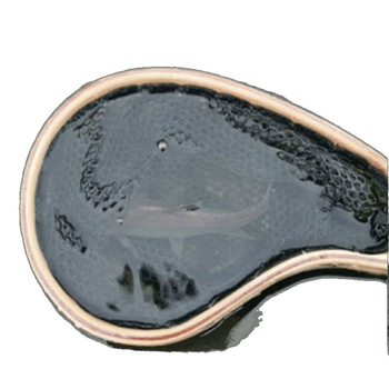 Hordozható halszemháló kis halakhoz, finom szemmel — karbon anyag, alkalmas folyó- és fly fishingre