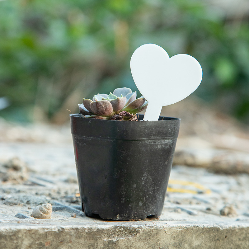 Ετικέτες φυτών/Εισαγωγές - 1135 Πολυαιθυλένιο/PP - Σημάδια κήπου για παχύφυτα - Independent