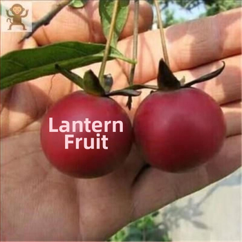 Bonsai stablo sa starim trupom i sadnicama voća (Brand: Unique; Uvoz: Ne; Optimalna temperatura uzgoja: Druga; Sorte biljaka: Druga)