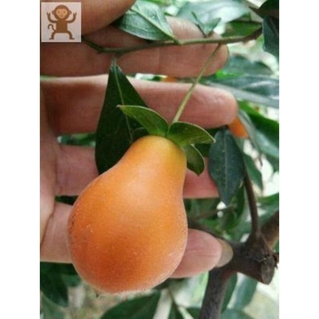 Bonsai stablo sa starim trupom i sadnicama voća (Brand: Unique; Uvoz: Ne; Optimalna temperatura uzgoja: Druga; Sorte biljaka: Druga)