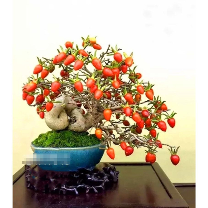 Bonsai stablo sa starim trupom i sadnicama voća (Brand: Unique; Uvoz: Ne; Optimalna temperatura uzgoja: Druga; Sorte biljaka: Druga)