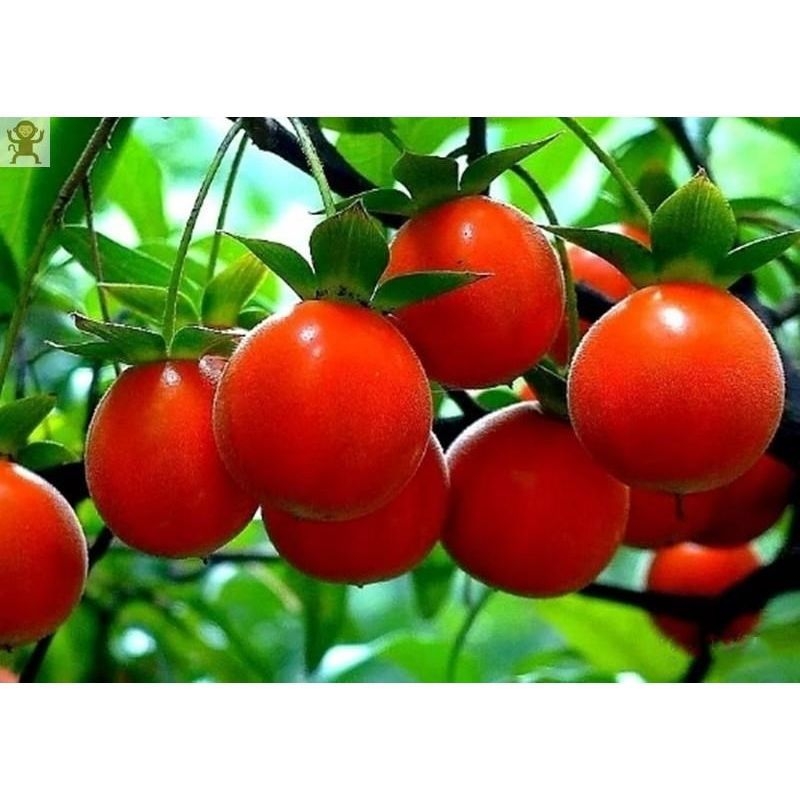 Bonsai stablo sa starim trupom i sadnicama voća (Brand: Unique; Uvoz: Ne; Optimalna temperatura uzgoja: Druga; Sorte biljaka: Druga)